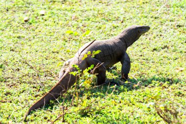 Büyük Varanus komodoensis ulusal parkta yürüyor Yala, Sri Lanka