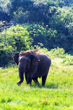 Yale Ulusal Parkı 'nda yürüyen bir fil.
