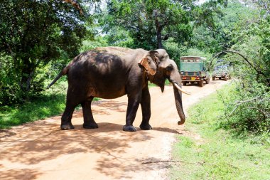 Yale Ulusal Parkı 'nda yürüyen bir fil.