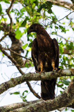 Değişken Şahin Kartalı (Nisaetus limnaeetus), arka profil, bir dal üzerinde duran