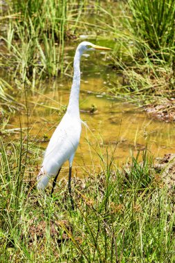 Beyaz balıkçıl çimenlerde.
