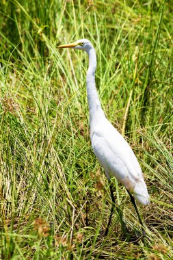 Beyaz balıkçıl çimenlerde.