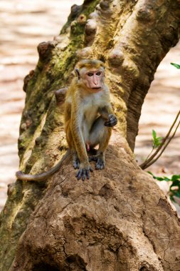 Yala Batı Ulusal Parkı 'ndaki Toque Macaques, Sri Lanka