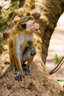Yala Batı Ulusal Parkı 'ndaki Toque Macaques, Sri Lanka