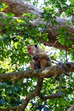 Yala Batı Ulusal Parkı, Sri Lanka 'da bir çift genç Toque Macaque.
