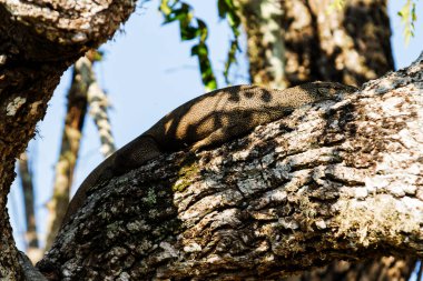 Büyük Varanus komodoensis ulusal park Yala, Sri Lanka 'da bir ağacın üzerinde yatıyor.