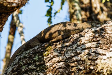 Büyük Varanus komodoensis ulusal park Yala, Sri Lanka 'da bir ağacın üzerinde yatıyor.