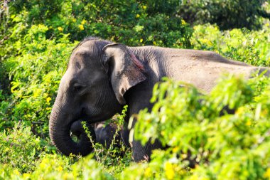 Yale Ulusal Parkı 'nda yürüyen bir fil.