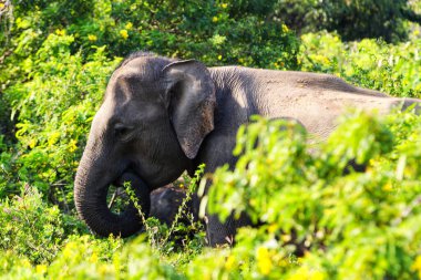 Yale Ulusal Parkı 'nda yürüyen bir fil.