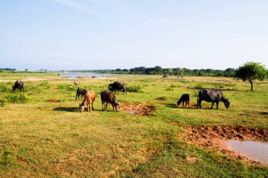 Sri Lanka, Yala Ulusal Park safarisi