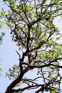 Sri Lanka 'daki ağaç dallarında yüzlerce uyuyan yarasa asılı.