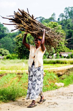 ELLA, SRI LANKA - 20 Mart 2013 'te Ella, Sri Lanka' da odun taşıyan Sri Lankalı kadın, aceleyle çocuklara doğru yola çıktı..