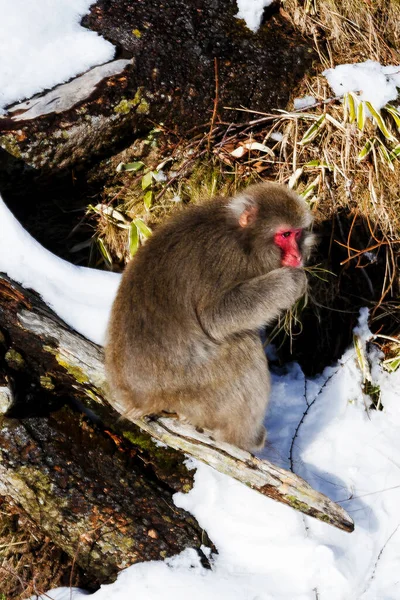 雪地草地背景上的日本猕猴 — 图库照片
