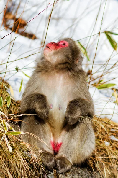 Macaque Japonais Sur Fond Prairie Enneigée — Photo