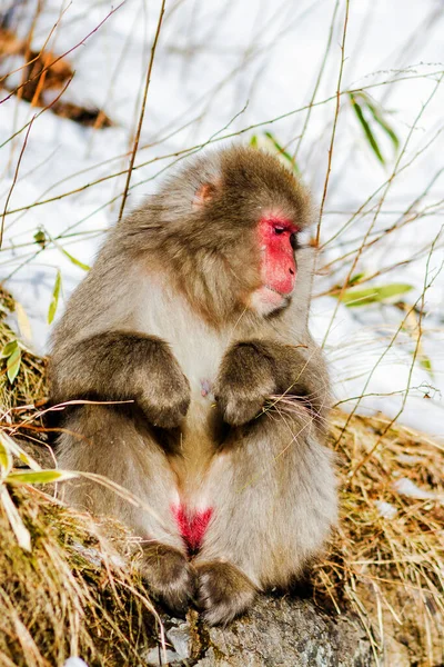 Macaque Japonais Sur Fond Prairie Enneigée — Photo