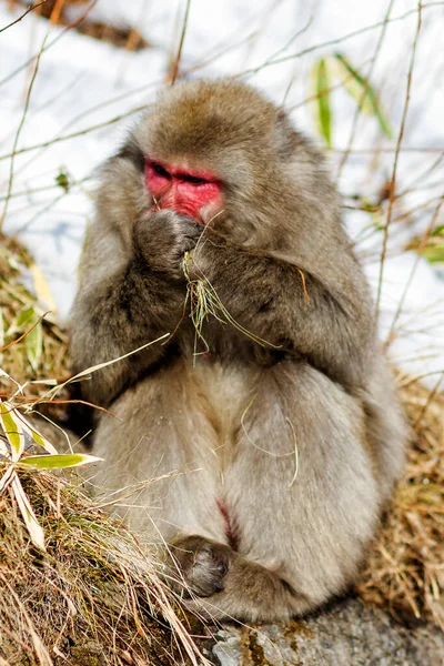 Macaque Japonais Sur Fond Prairie Enneigée — Photo