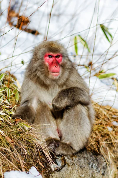 Ιαπωνικά Macaque Χιονισμένο Φόντο Λιβαδιού — Φωτογραφία Αρχείου