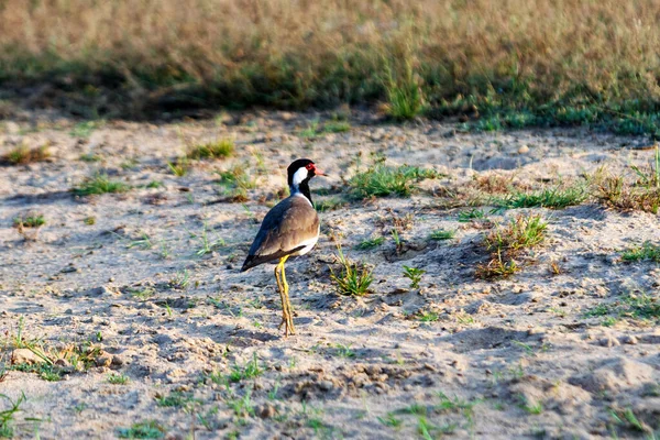 Kırmızı Başlıklı Lapwing Vanellus Indicus — Stok fotoğraf