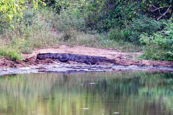 Krokodil Aan Oever Van Een Vijver Yala National Park Sri — Stockfoto