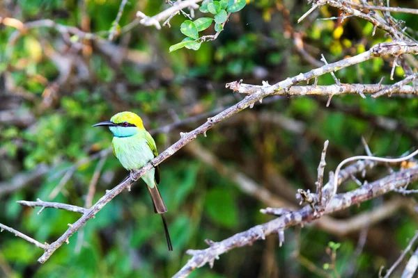 Abelha Passarinho Comedor Abelha Verde Merops Orientalis Descansando Poleiro — Fotografia de Stock