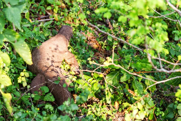 Velká Varanus Komodoensis Procházky Národním Parku Yala Srí Lanka — Stock fotografie