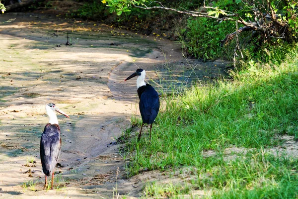 Cegonha Pescoço Lanoso Ciconia Episcopus Parque Nacional Yala Sri Lanka — Fotografia de Stock