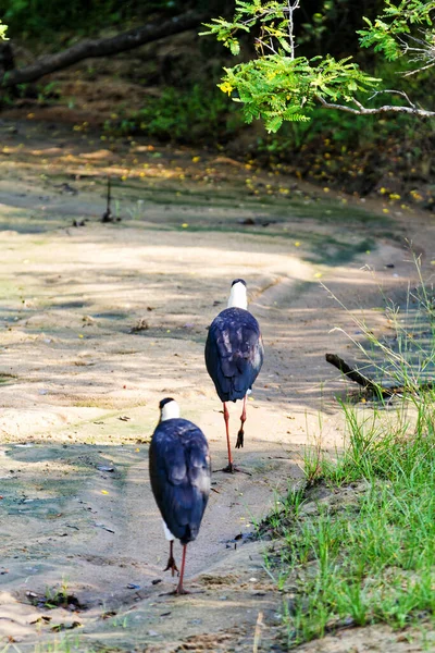 Wollhalsstorch Ciconia Episcopus Yala Nationalpark Sri Lanka — Stockfoto