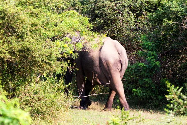 Ένας Ελέφαντας Περπατά Στο Εθνικό Πάρκο Γιάλα Σρι Λάνκα — Φωτογραφία Αρχείου