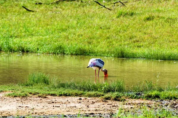 Gemalter Storch Yala West Nationalpark Sri Lanka — Stockfoto