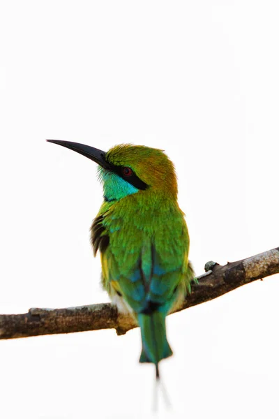 Abelha Passarinho Comedor Abelha Verde Merops Orientalis Descansando Poleiro — Fotografia de Stock