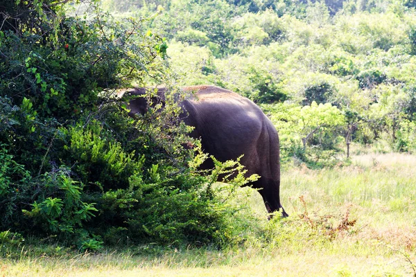 一头大象在亚拉国家公园Sri Lanka散步 — 图库照片