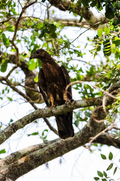 Verwisselbare Hawk Eagle Nisaetus Limnaeetus Rugprofiel Staand Een Tak — Stockfoto