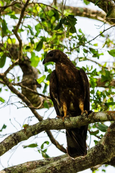 Výměnný Jestřábí Orel Nisaetus Limnaeetus Zadní Profil Stojící Větvi — Stock fotografie