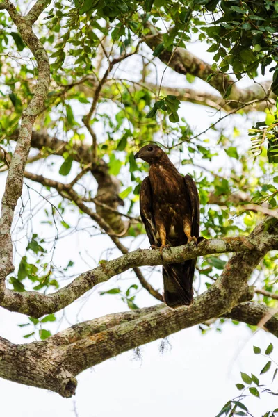 Verwisselbare Hawk Eagle Nisaetus Limnaeetus Rugprofiel Staand Een Tak — Stockfoto