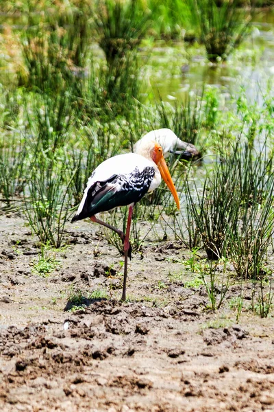 斯里兰卡亚拉西国家公园的彩绘Stork — 图库照片