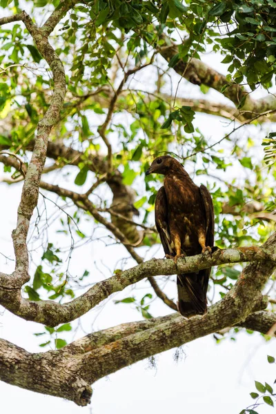 可换鹰鹰 Nisaetus Limnaeetus 后背型 立在树枝上 — 图库照片