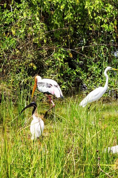 斯里兰卡亚拉西国家公园的彩绘Stork — 图库照片