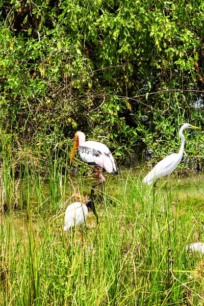 斯里兰卡亚拉西国家公园的彩绘Stork — 图库照片