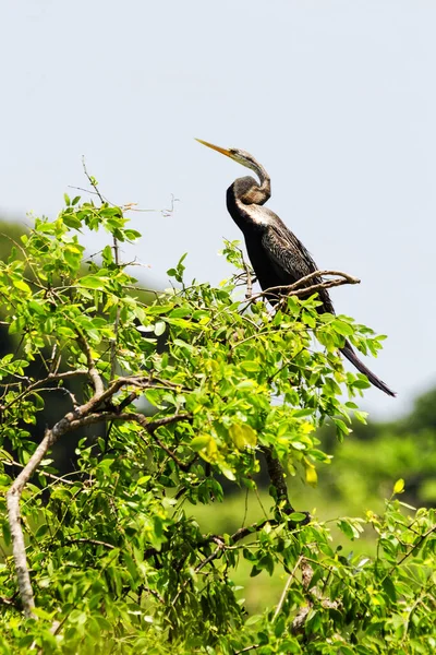 Grijze Reiger Bovenop Boom Close — Stockfoto