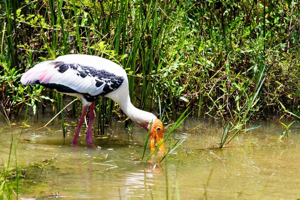 斯里兰卡亚拉西国家公园的彩绘Stork — 图库照片