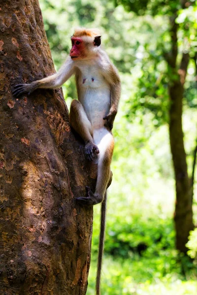 Macacos Toque Yala West National Park Sri Lanka — Fotografia de Stock