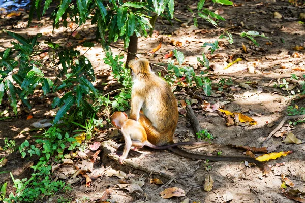 Una Coppia Giovani Toque Macaques Nel Parco Nazionale Yala West — Foto Stock