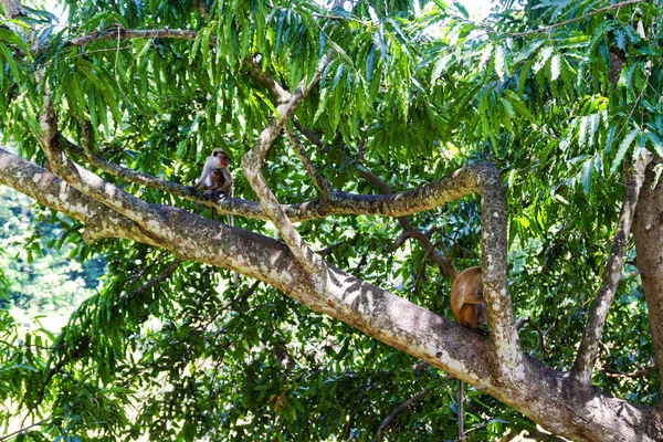 Par Jóvenes Macacos Toque Parque Nacional Yala West Sri Lanka — Foto de Stock