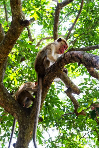 Une Paire Jeunes Toque Macaques Dans Parc National Yala West — Photo