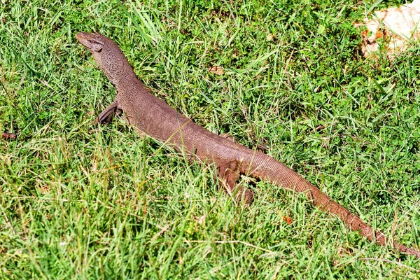 Großer Varanus Komodoensis Beim Wandern Nationalpark Yala Sri Lanka — Stockfoto