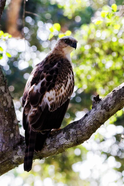 Changeable Hawk Eagle Nisaetus Limnaeetus Back Profile Standing Branch — Stock Photo, Image