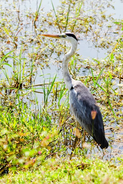 Ein Sri Lankischer Graureiher Yala Nationalpark — Stockfoto