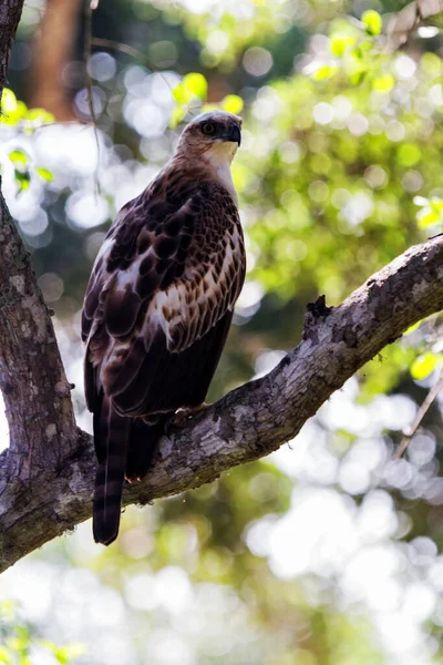 Changeable Hawk Eagle (Nisaetus limnaeetus), back profile, standing on a branch