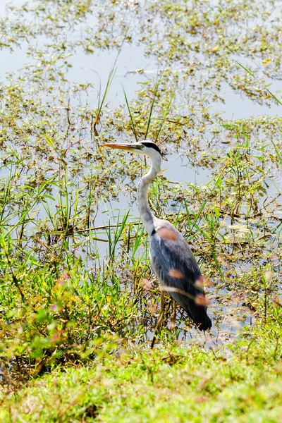 Héron Gris Sri Lankais Dans Parc National Yala — Photo