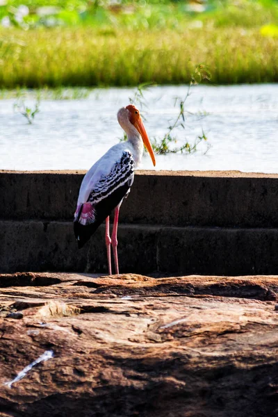 斯里兰卡亚拉西国家公园的彩绘Stork — 图库照片